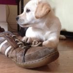 Oscar chewing my shoe Labrador puppy chewing a shoe