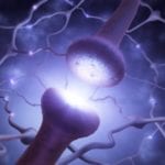 mirror neuron