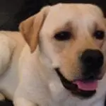 Oscar, my labrador dog