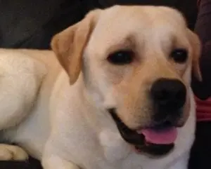 Oscar, my labrador dog