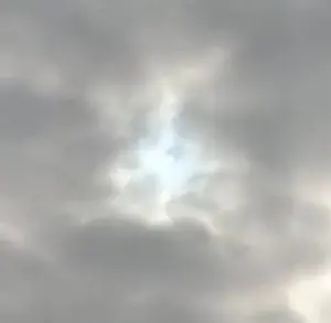 can you see the face of a dog?