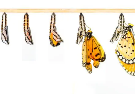 5 photos of caterpillar gradually turning into a butterfly