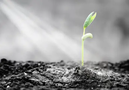 Small plant emerging from soil with a ray of sunlight shining on it.