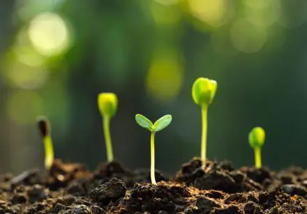 Group of green sprouts growing out from soil