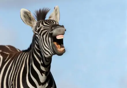 Zebra with mouth wide open and showing big teeth, laughing. Set against a pale blue sky.