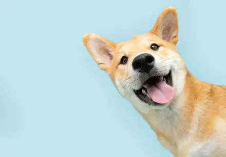 Portrait funny and happy shiba inu puppy dog peeking out from behind a blue banner. Isolated on blue pastel background