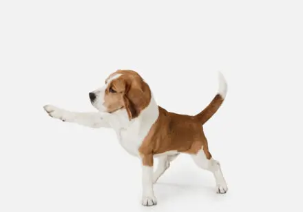 A beagle puppy with its right paw outstretched as if pointing towards something. The background is white.