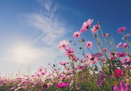 Up close of light pink daisies with a lovely blue sky in the background.