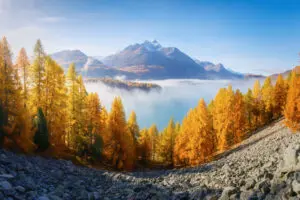 Autumn view over rusty-coloured fir trees from a high vantage point. In the background we see mountains and the clouds are beneath us almost looking like a lake.