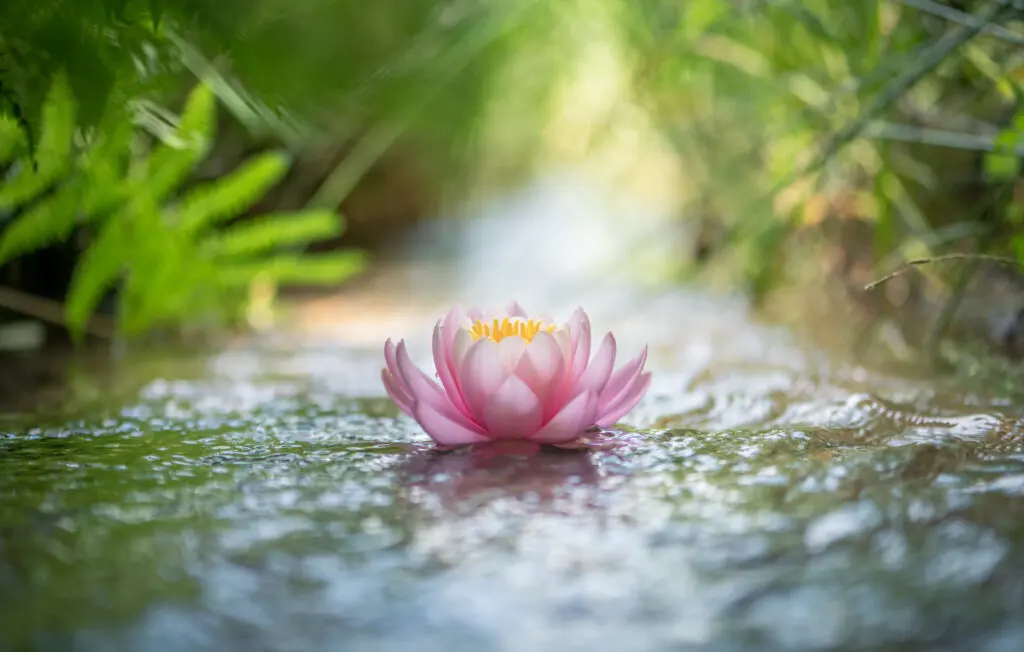 Partially opened pink lotus flower floating on gentle running water, like a narrow stream. The stream is running through what looks like a forest. The background is blurred out so all the image definition focuses on the lotus. Its petals are pink, and lightly white at the top, with a yellow centre.
