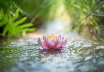 Partially opened pink lotus flower floating on gentle running water, like a narrow stream. The stream is running through what looks like a forest. The background is blurred out so all the image definition focuses on the lotus. Its petals are pink, and lightly white at the top, with a yellow centre.
