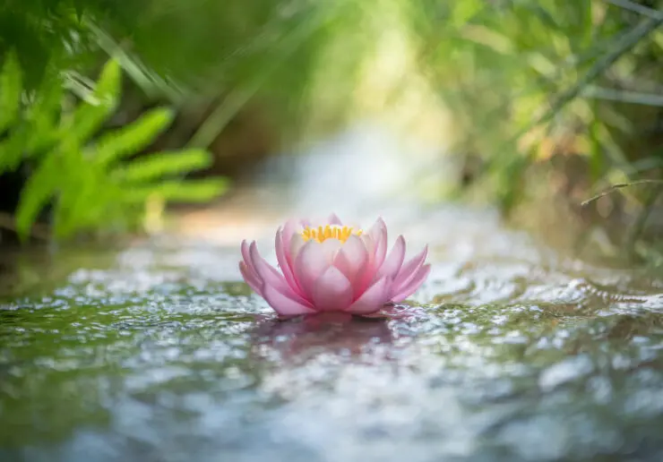 Partially opened pink lotus flower floating on gentle running water, like a narrow stream. The stream is running through what looks like a forest. The background is blurred out so all the image definition focuses on the lotus. Its petals are pink, and lightly white at the top, with a yellow centre.