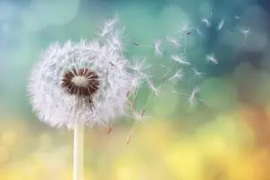Close up of a dandelion starting to shed some seeds. The background is blurred out, but contains bright yellow and greens suggesting morning sunshine.