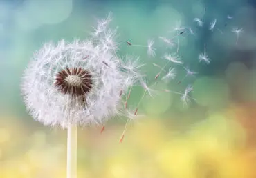 Close up of a dandelion starting to shed some seeds. The background is blurred out, but contains bright yellow and greens suggesting morning sunshine.