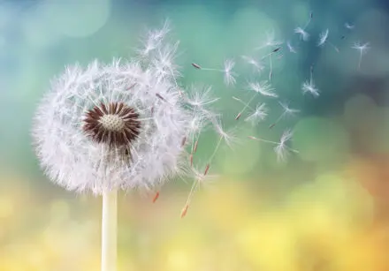 Close up of a dandelion starting to shed some seeds. The background is blurred out, but contains bright yellow and greens suggesting morning sunshine.