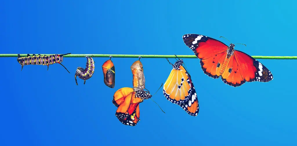 Montage - left to right - of a caterpillar morphing into a monarch butterfly through 6 stages. They're perched on a green rope and set against a deep blue sky. The image is to represent the Bannister Effect - breaking through barriers.