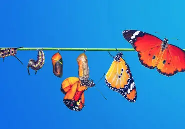Montage - left to right - of a caterpillar morphing into a monarch butterfly through 6 stages. They're perched on a green rope and set against a deep blue sky. The image is to represent the Bannister Effect - breaking through barriers.
