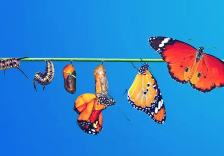 Montage - left to right - of a caterpillar morphing into a monarch butterfly through 6 stages. They're perched on a green rope and set against a deep blue sky. The image is to represent the Bannister Effect - breaking through barriers.