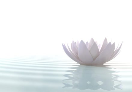 white lotus floating on calm water