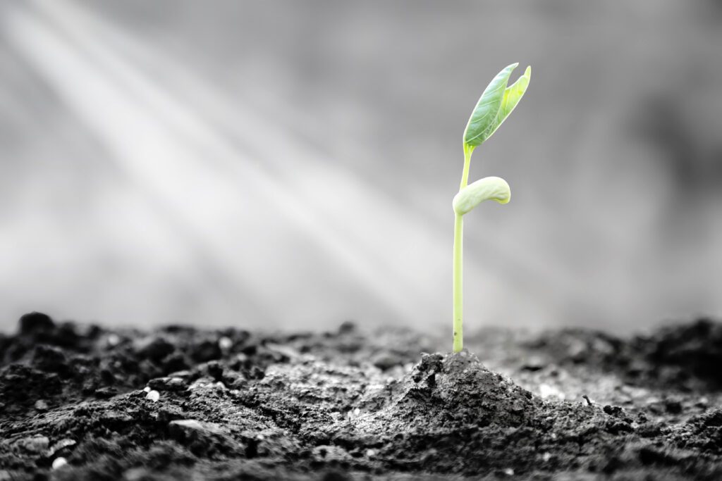 Small plant emerging from soil with a ray of sunlight shining on it.