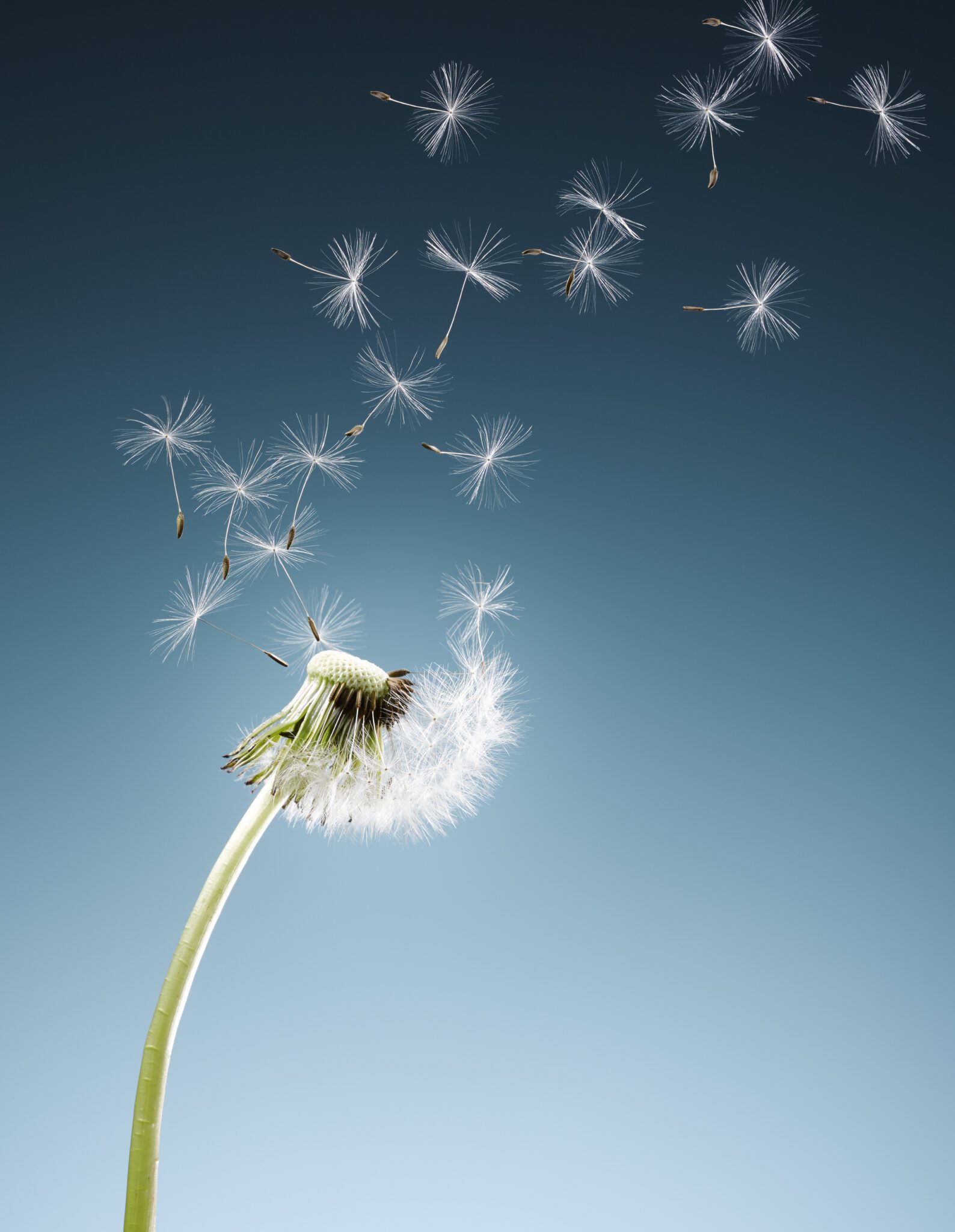 Why Hope Matters - David R Hamilton PHD