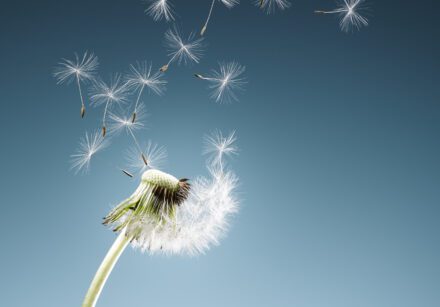Dandelion seeds blowing on blue background. Wishing.