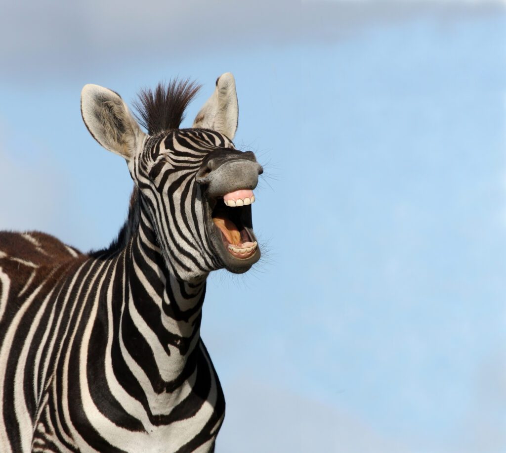 Zebra with mouth wide open and showing big teeth, laughing. Set against a pale blue sky.